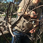 Fruit Tree Pruning at EcoHouse