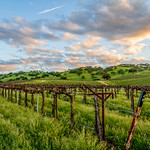 Vineyards, King City, California