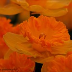 Intelligence and education that hasn't been tempered....