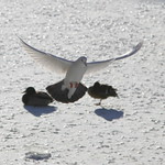 ... " - I'm flying South now !! " ...