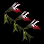 Salvia Hot Lips Choir