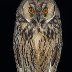 Bufo-pequeno, Long-eared Owl (Asio otus)