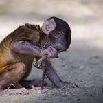 Berberaffe (Macaca sylvanus)