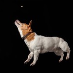 Jak Versus the Biscuit