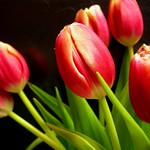 tulips