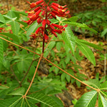 More of some sort of flowers...