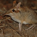 Four-toed elephant shrew