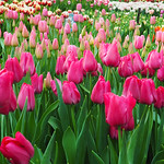 Tulips