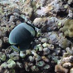 reticulated butterflyfish: Chaetodon reticulatus