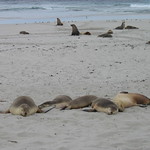 Australian Sea Lions