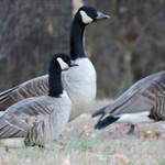 Cackling Goose (Richardson's) -- 20160111-01