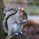 Sheffield Botanical Gardens 016