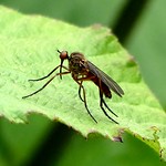 Empis sp 9.6.18 hm