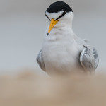 Least Tern - Sternula antillarum | 2018 - 4