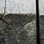 A chip off the old block