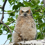 Great Horned Owlet