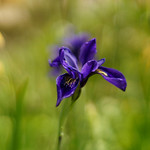 Iris chrysographes 2