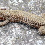 Mauereidechse - Common Wall Lizard - Podarcis muralis