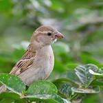 house sparrow