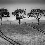 3 TREES MONO