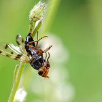 DSC_4078_DxO - the hanging fly - la mouche pendue