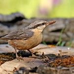 Eurasian Nuthatch - Sitta europaea hispaniensis