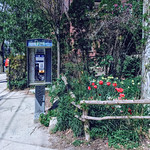 Payphone by Trinity Bellwoods Park in the city of Toronto, Ontario, Canada.