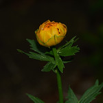 Trollius amost ready to open