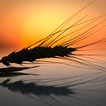 Reflections at sundown