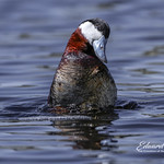 Ruddy Duck preening at Roberts Lake, BC