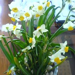 narcissus