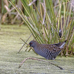 lagoon creek - australian spotted crake