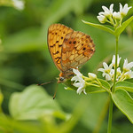 Bin noch unsicher und h&auml;nge meinen Kopf nach unten...