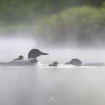 Common loon - Plongeon huard - Gavia immer