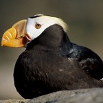 Tufted Puffin