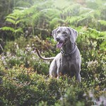 218/365 - Colin In Rothiemurchus Forest