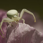 Female Misumena vatia on a Pink Flower