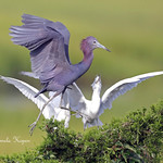 Little Blue heron about to lead young on a flight practice