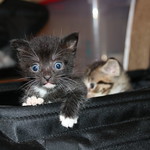 37/365/3689 (July 18, 2018) - It's Still Kitten Season! Cats and Kittens at Crafty Cat Rescue (Ann Arbor, Michigan) - Wednesday July 18th, 2018