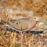 Dove