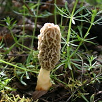 Morel