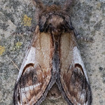 Pebble Prominent