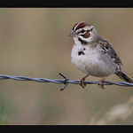 2018 06 05_Lark Sparrow-1