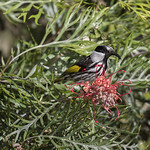 White cheeked Honeyeater