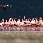 Attack Of The [ African ] Clones