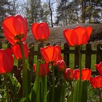 Red tulips Wrangels 30 april