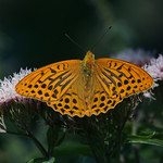 Kaisermantel (Argynnis paphia)
