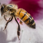 BEEutiful day we're having