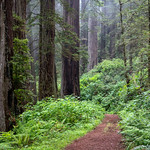 Walking Among Giants