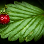 Wild strawberry